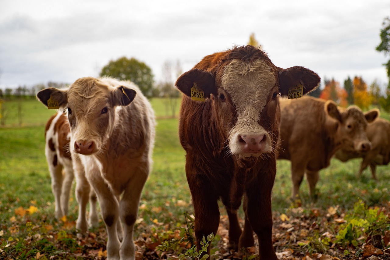 Don't Forget to Look Back at your Herd