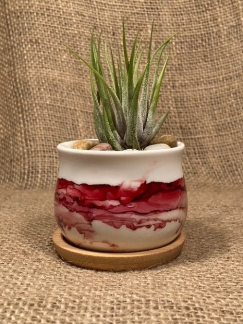 Cranberry Mini Air Plant