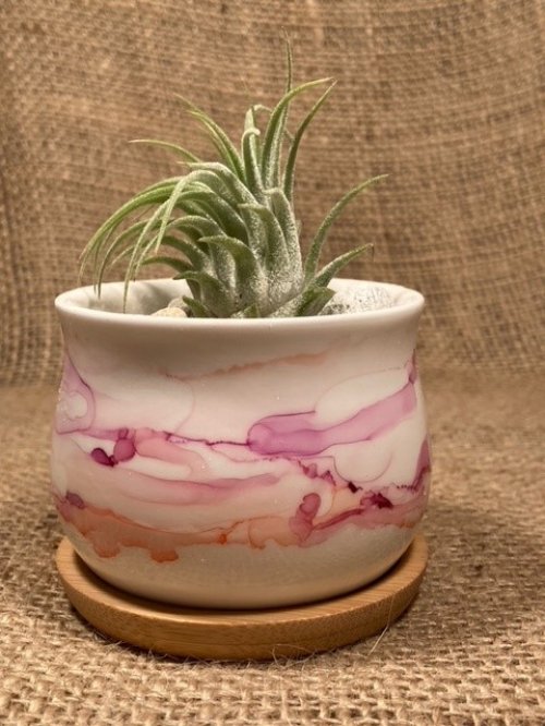 Pastel Pink Mini Air Plant