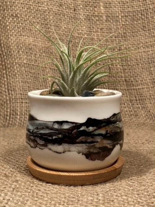 Black Mini Air Plant