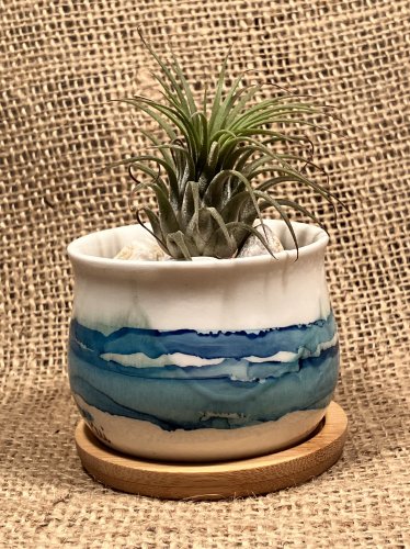 Denim Blue Mini Pot with Air Plant